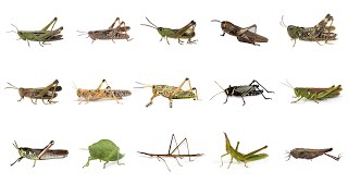 🦗 Learn Grasshopper Types in English Types of Grasshoppers English Names of Grasshopper Species🦗🦗🦗 [upl. by Eenyaj]