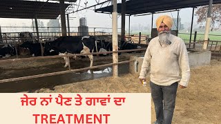 TREATMENT OF RETAINED PLACENTA ROP IN COWS AULAKH DIARY FARM  RAMPURA PHUL  BATHINDA [upl. by Tlevesor]