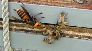 Giant Hornets vs honey bees differences between WESTERN BEE and JAPANESE BEE [upl. by Airakaz]