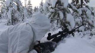 Toppjakt av Kristoffer Clausen Capercaillie hunting [upl. by Ennayt270]