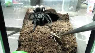 Tarantula feeding video 3 [upl. by Atahs]