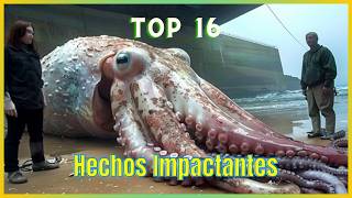 Hechos Increíbles y Curiosidades del Mundo Top 16 [upl. by Leinoto]