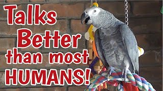 Einstein Parrot can talk better than most humans [upl. by Norma789]