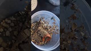 versi colour pink toe tarantula slings feeding [upl. by Anisah]