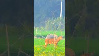 Nilgai ka jhund nilgaijumping animals wildlife nature jungleinside [upl. by Li]