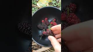 Eat wild foods wildberries naturallyorganic nutrientdensity naturalhealing howtoheal heal [upl. by Moina512]