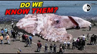 Do Colossal Squid Attack Submarines and Eat Whales [upl. by Phineas]