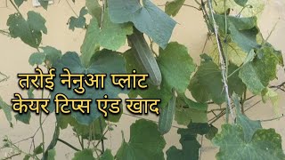 तरोई नेनुआ प्लांट केयर टिप्स और खाद trending gardening viralvideo garden plants khad nenua [upl. by Cyb218]