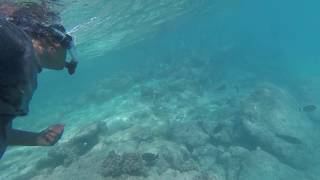 Snorkeling in maldives  Cinnamon dhonveli [upl. by Navak]