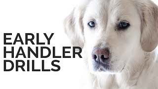 Early Handler Drills [upl. by Beard]