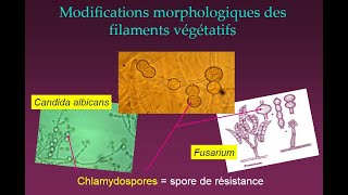 Mycologie généralité et systématique [upl. by Zerimar167]