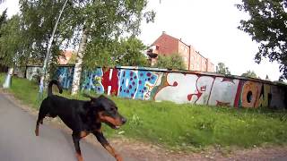 RottmannRottermanRottermann slowmotion free running in Oslo [upl. by Eselrahc870]