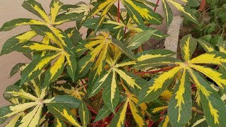 Manihot Esculenta Plant in a pot Hindi aka Tapioca and Cassava [upl. by Htebasile]