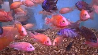 Aulonocara firefish and firefish quot Icequot [upl. by Abeh903]