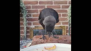 Vlieg en eetlessen aan geredde vogel Zodat deze jonge kauw snel los kan in de natuur [upl. by Ssac]