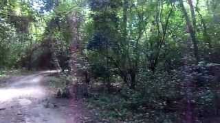 Tropical Dry Forest Santa Rosa Guanacaste Costa Rica [upl. by Eidnak]