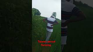 farming taiwan  amrud  mo 🥰7983713115 [upl. by Hadihahs]