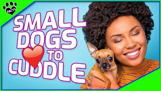 Top 10 Small Dogs That Love to Cuddle  Most Affectionate Small Dog Breeds [upl. by Daryl]