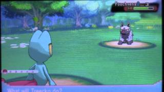 Live Shiny Treecko 6268 SRs ORBQ1 [upl. by Mattheus]