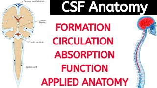 CSF Anatomy  Formation Circulation Absorption Function Applied Anatomy  Being Doctor [upl. by Anahsit]