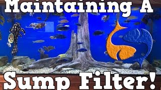 Whats A Sump Filter and How To Maintain One KGTropicals [upl. by Frederico]