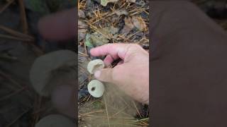 Pear shaped puffball natural wildmushrooms nature mushroomlife natural mushrooming mushrooms [upl. by Nehtan]