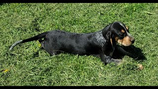 Bluetick Coonhound puppies trying out their BIG BOY voices [upl. by Woodring340]