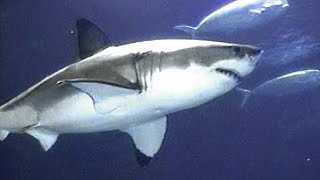 Great White Shark in captivity at the Monterey Bay Aquarium [upl. by Ahsikar]