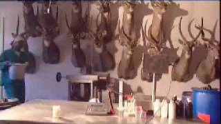 Studio Tour of Highveld Taxidermists [upl. by Ilzel]