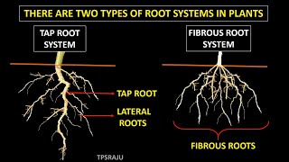 6th science 2nd lesson  part  2 TAP ROOT SYSTEM  FIBROUS ROOT SYSTEM [upl. by Eissed]