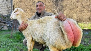 Roast A Big Lamb on a Spit Azerbaijani Cuisine in the Mountains [upl. by England370]