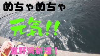 【沖縄フカセ釣り】宜野湾新港！いろんな魚に会えました！ [upl. by Alby]