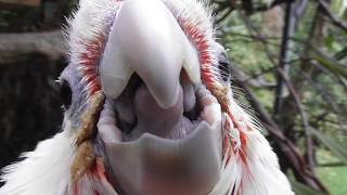 Corella and Cockatiels  Pheasantasiam Aviary Update Week 47 [upl. by Nylyak523]