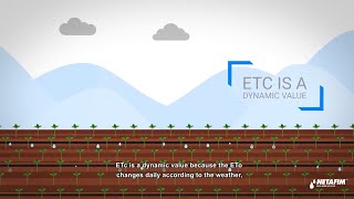 How much to irrigate  Netafim [upl. by Olwena]