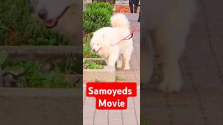 Samoyeds Show [upl. by Mortimer]