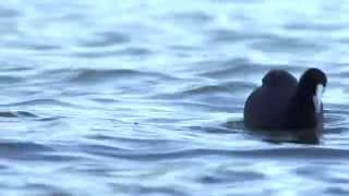 52 Eurasian Coot Nongame species [upl. by Etnasa966]