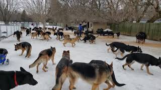 100 German Shepherds playing together [upl. by Berkshire]