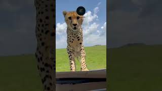 Unexpected Visitor Cheetah Jumps onto Land Cruiser in the Savanna [upl. by Syck]