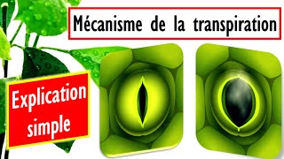 Mécanisme douverture et de fermeture des stomates Explication simple [upl. by Dewhirst]