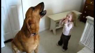 Dog Singing While Boy Plays Harmonica [upl. by Tijnar317]