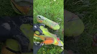 Cleaning my boots until the look new again football asmr satisfying footballboots [upl. by Cirderf]