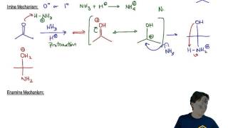 Imines and Enamines Mechanism [upl. by Hcirdeirf]