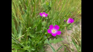 Calandrinia menziesii red maids [upl. by Acinnej]