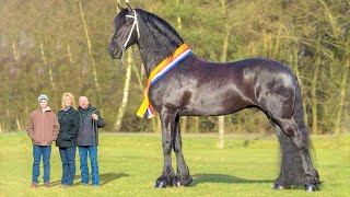 Top 10 Tallest Horses in the World [upl. by Scherman747]