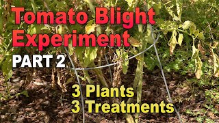 Tomato Plant Protection Test Results [upl. by Kaiulani]