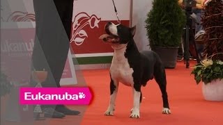 World Dog Show 2013  Group III Judging [upl. by Chemosh]