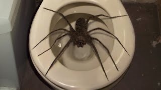 10 Biggest Spiders Ever Encountered [upl. by Alamap]