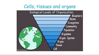 CCEA GCSE Biology cells tissues organs and stem cells [upl. by Lightman]