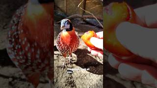 Spoil your birds once in awhile Find out what they like birdtrend temminckstragopan ytshorts [upl. by Beker]