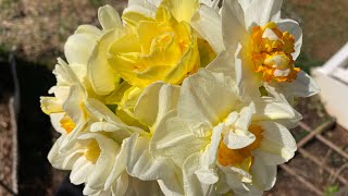 Daffodil Tour and Why I’m Growing More Next Year [upl. by Alle]